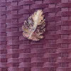 Antoine et Lili Broche Feuille Outlet